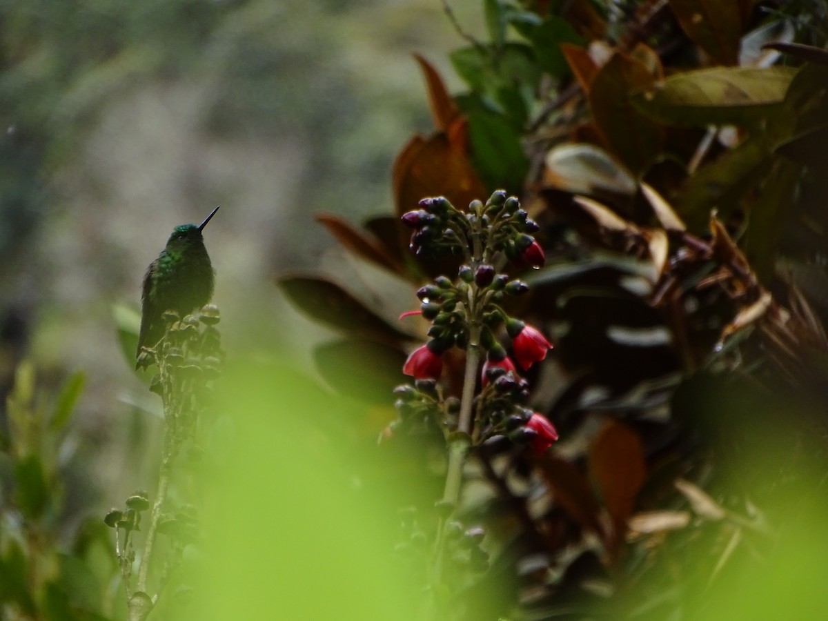 Black-thighed Puffleg - ML619942667