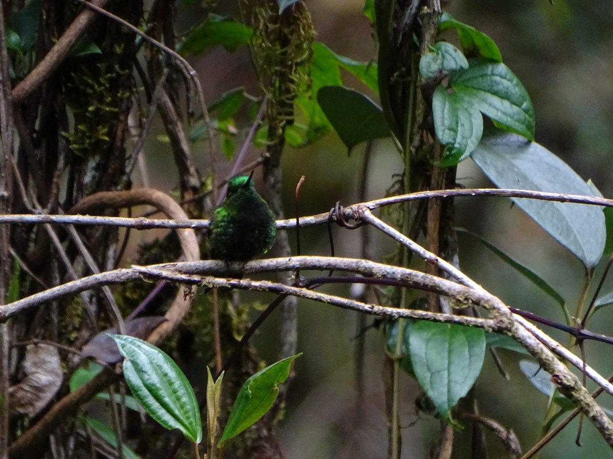 Black-thighed Puffleg - ML619942670