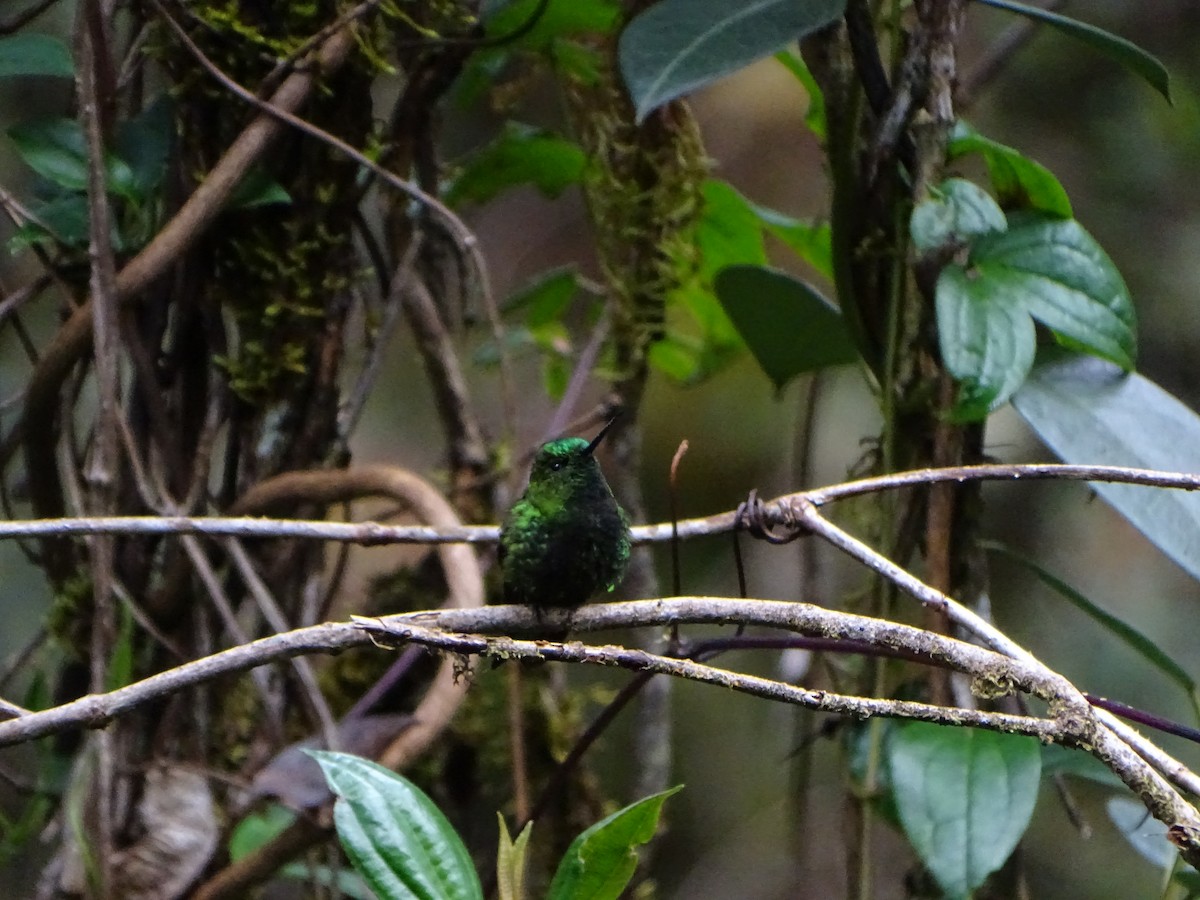 Black-thighed Puffleg - ML619942673