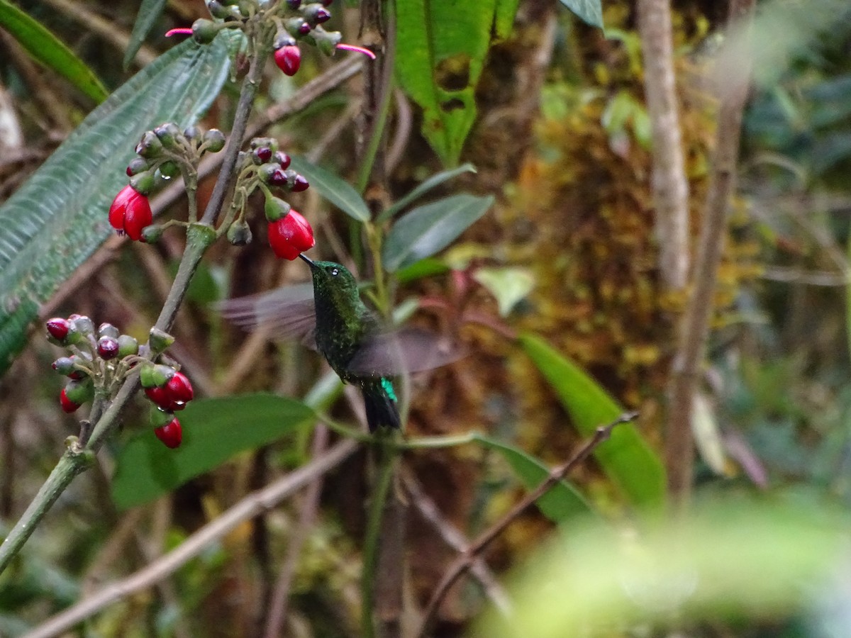 Black-thighed Puffleg - ML619942675