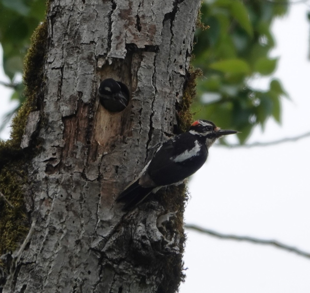 Hairy Woodpecker - Justin Cook
