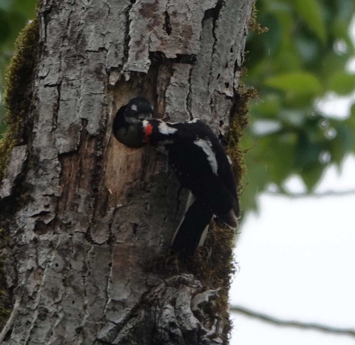 Hairy Woodpecker - ML619942677