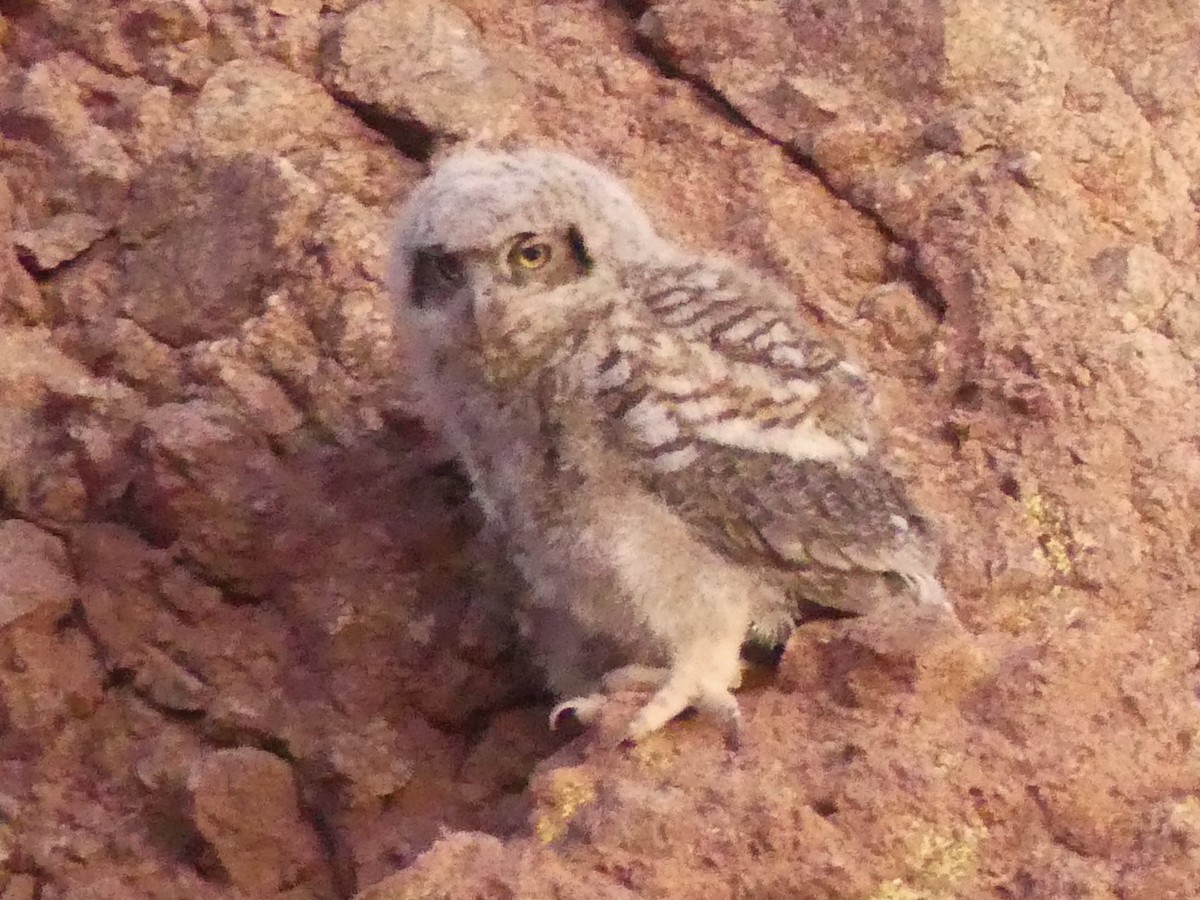 Great Horned Owl - ML619942688