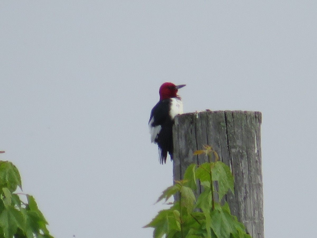 Red-headed Woodpecker - ML619942690