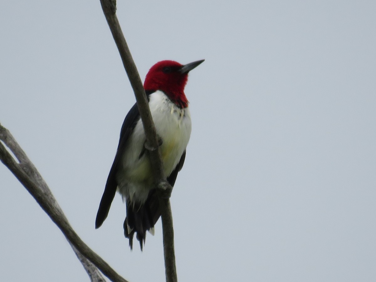 Red-headed Woodpecker - ML619942691