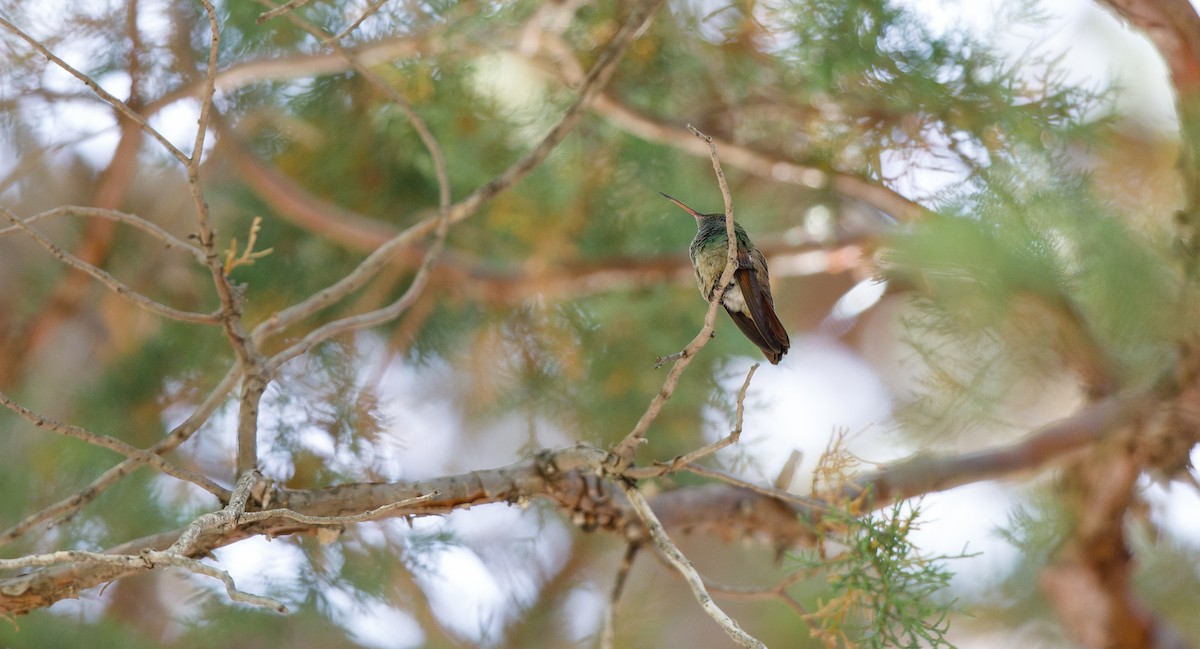 Berylline Hummingbird - ML619942692