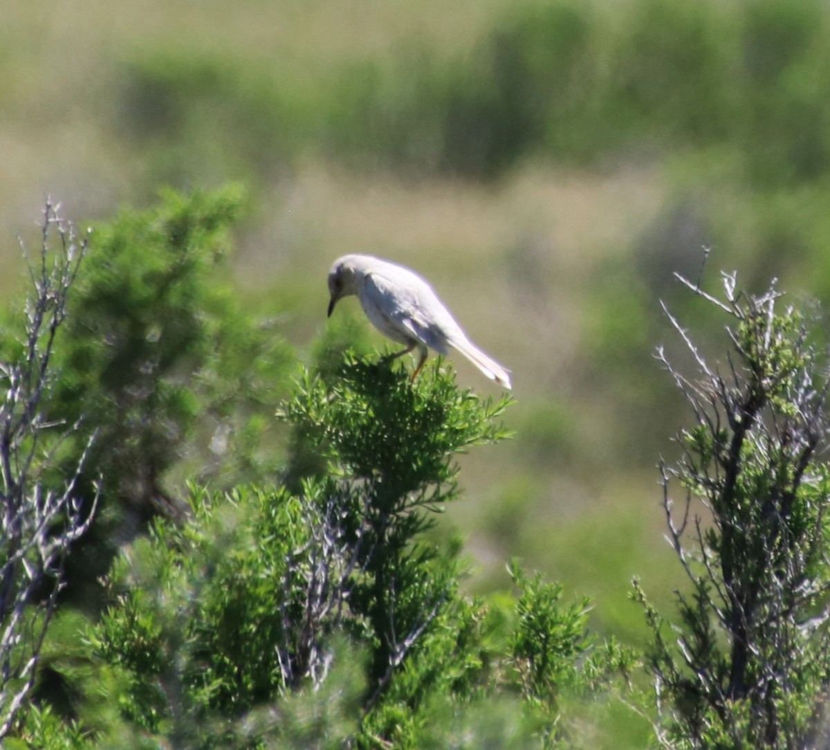 Sage Thrasher - ML619942729