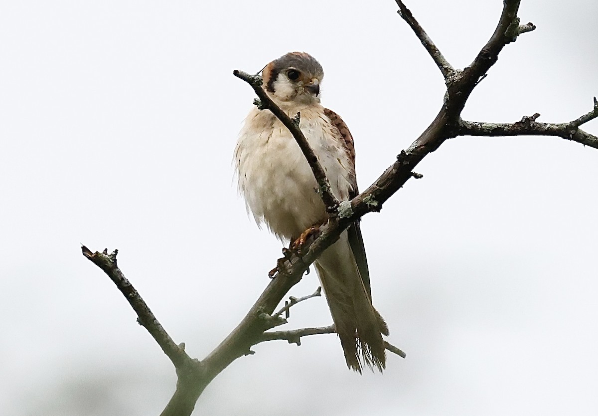 poštolka pestrá (ssp. dominicensis) - ML619942742