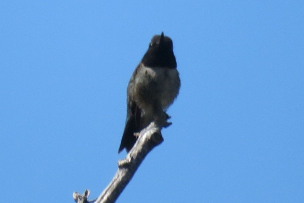 Black-chinned Hummingbird - ML619942747
