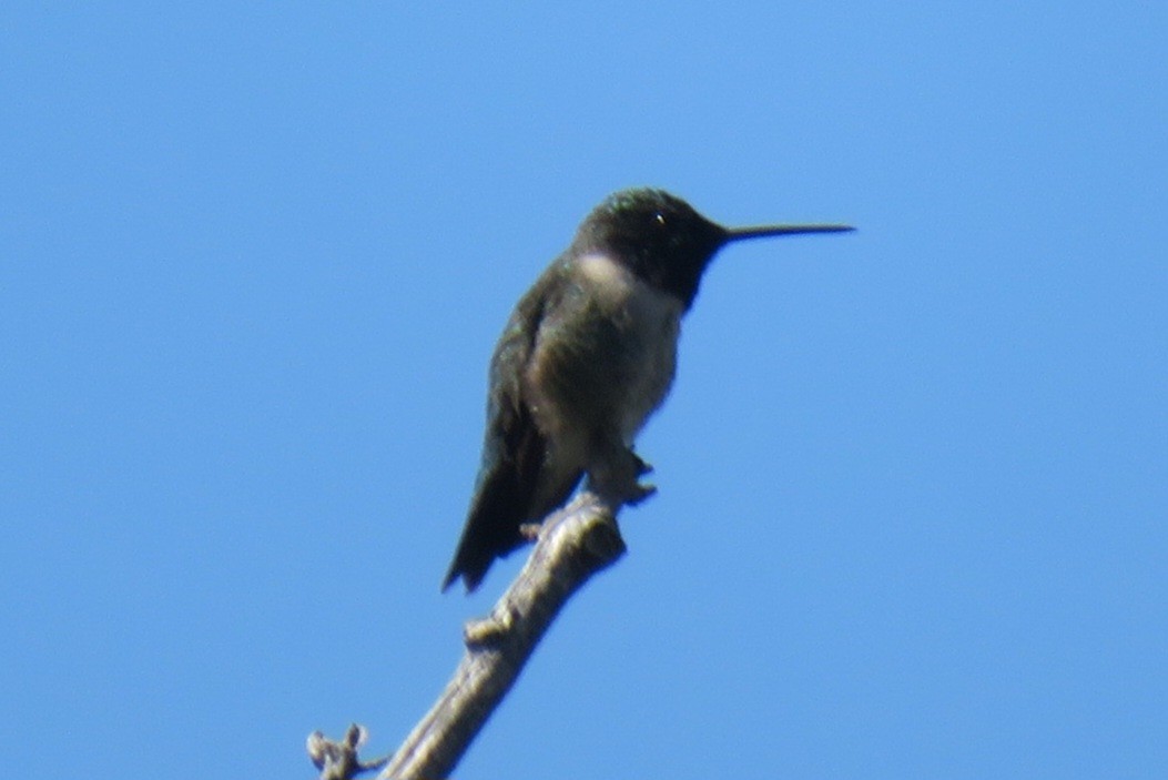 Black-chinned Hummingbird - ML619942748
