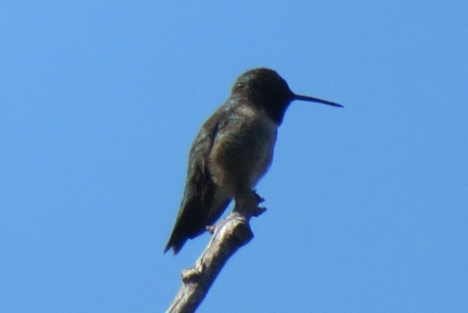 Black-chinned Hummingbird - ML619942749