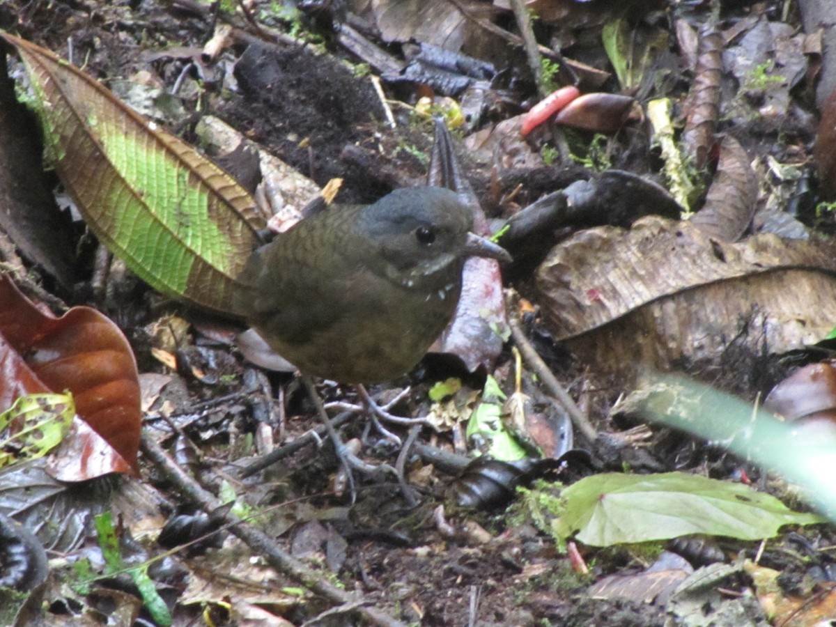 Moustached Antpitta - ML619942750
