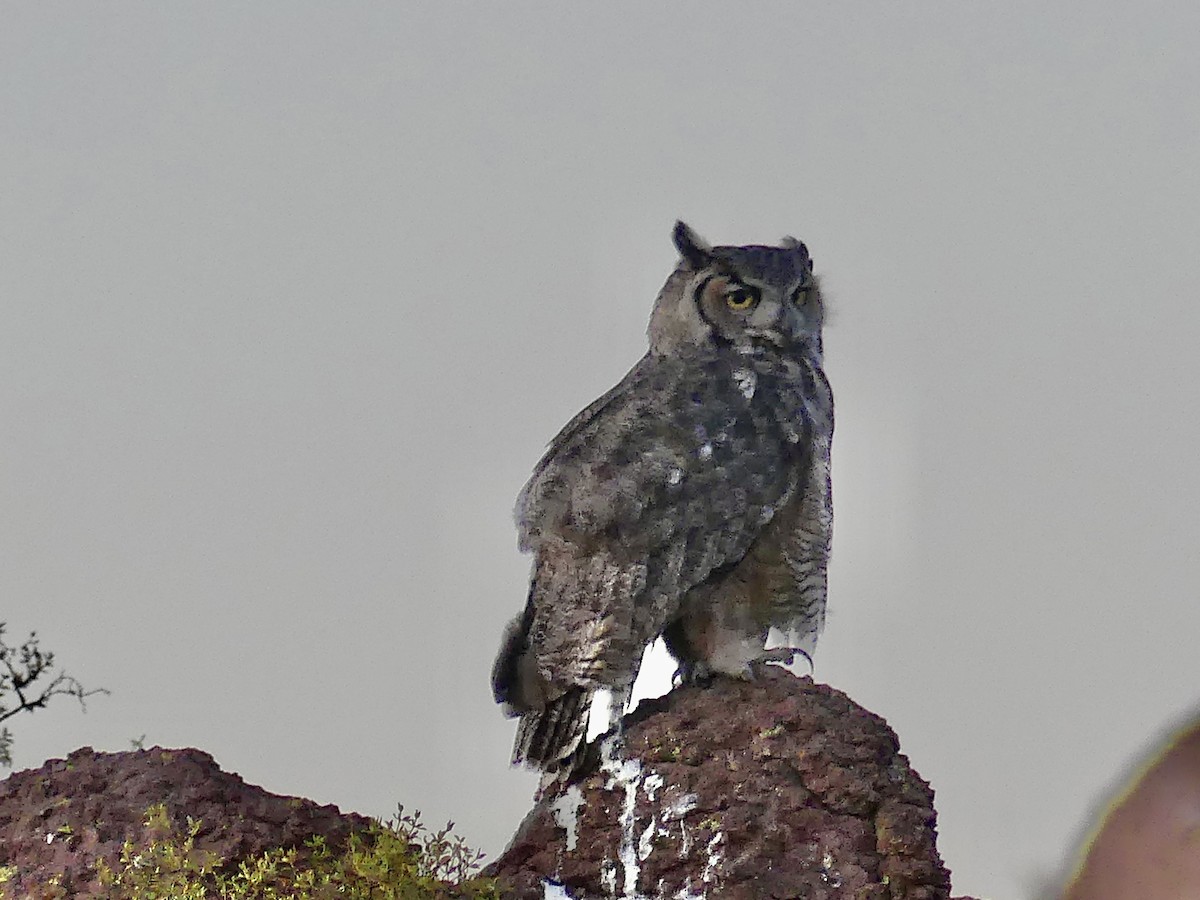 Great Horned Owl - ML619942769