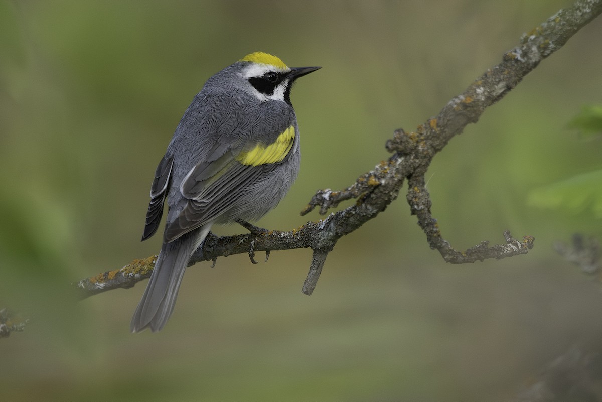 Golden-winged Warbler - Cam Nikkel