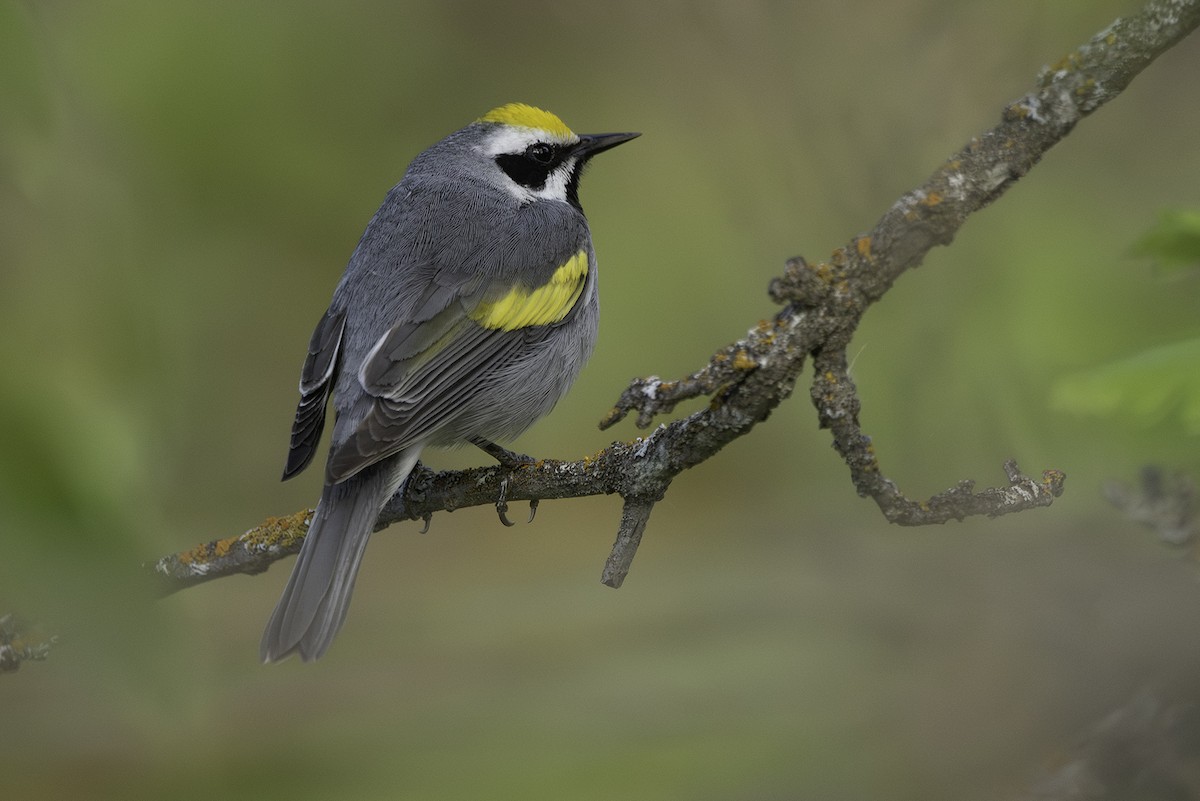 Golden-winged Warbler - ML619942783