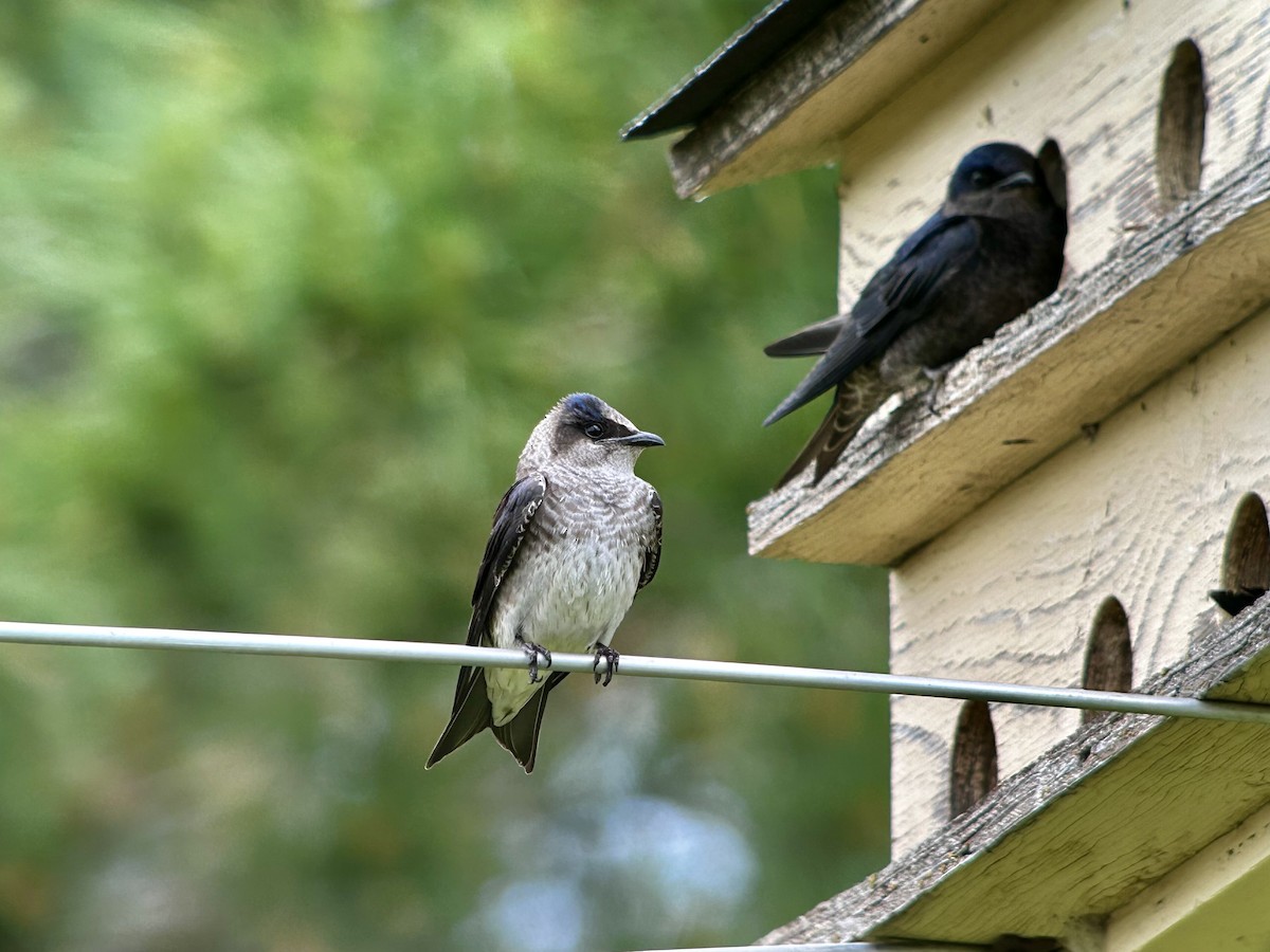 Purple Martin - ML619942784