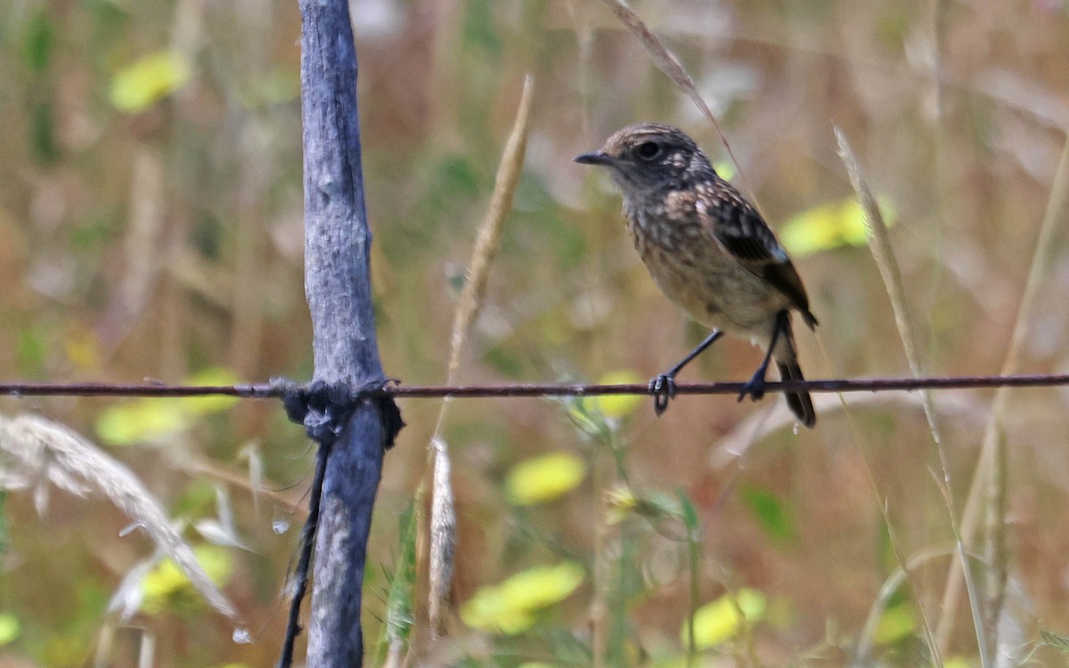 European Stonechat - ML619942790