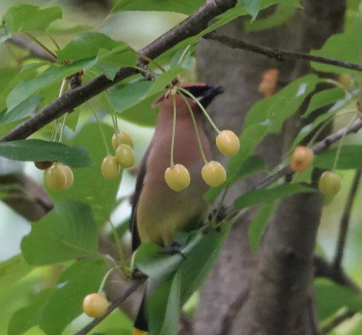 Cedar Waxwing - ML619942803