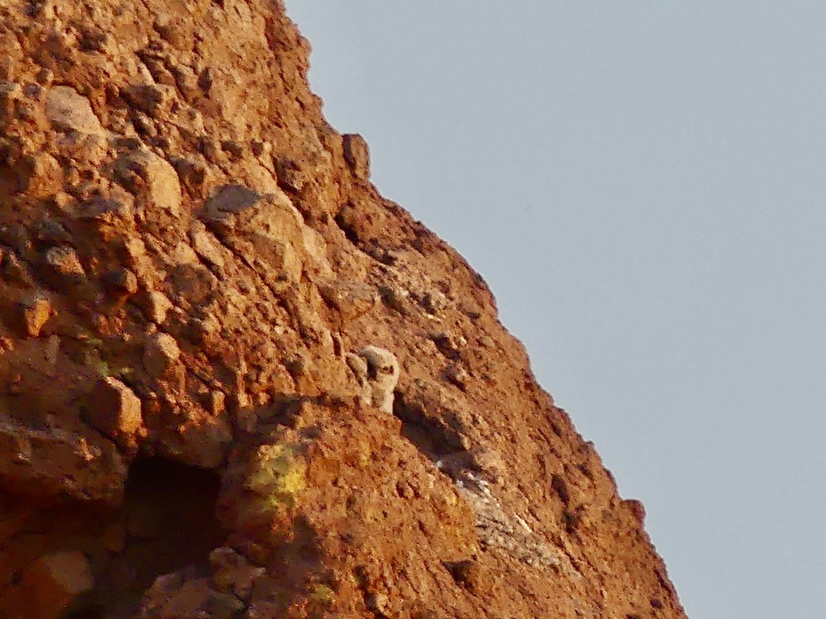 Great Horned Owl - ML619942812