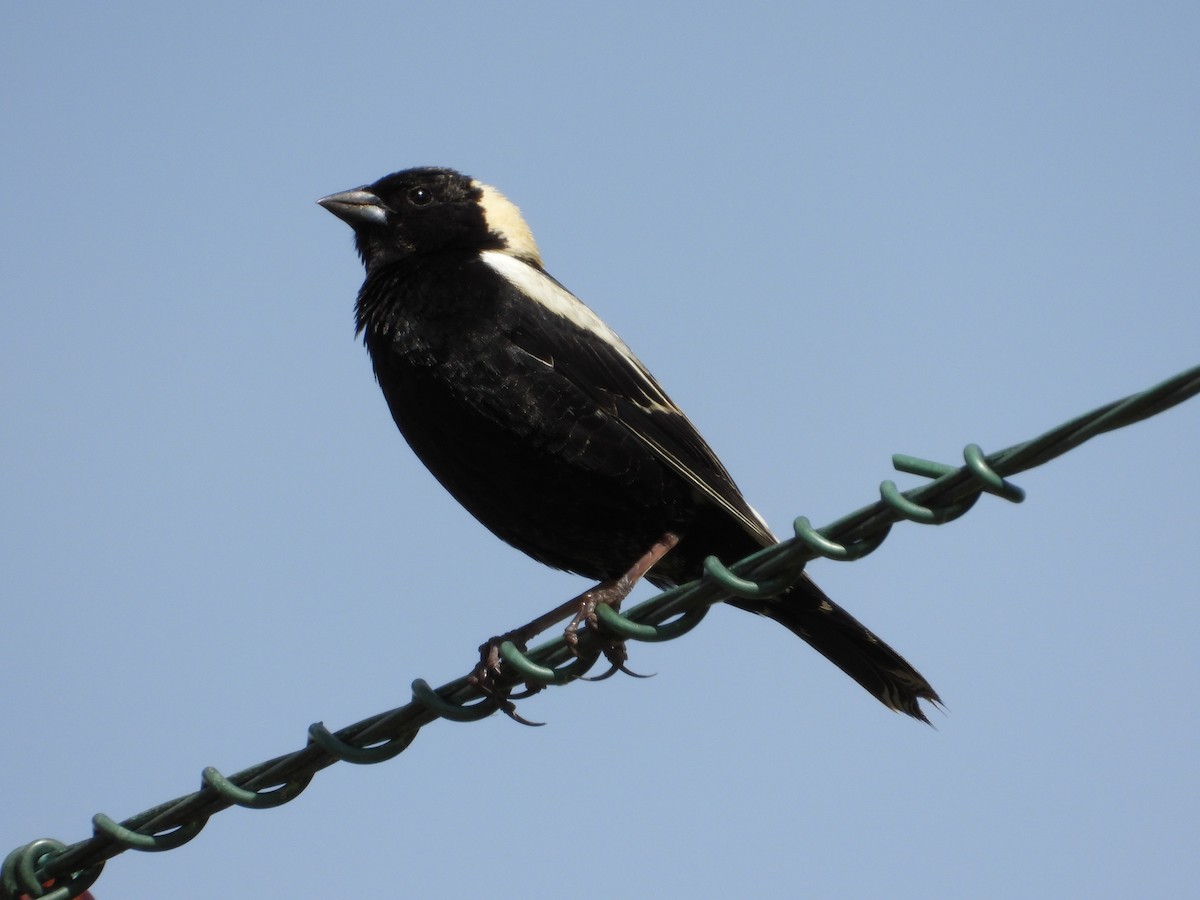 bobolink americký - ML619942817