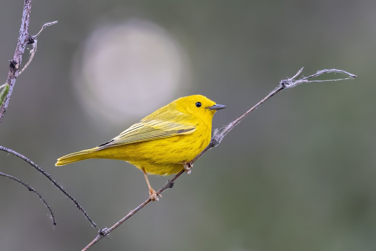 Paruline jaune - ML619942833