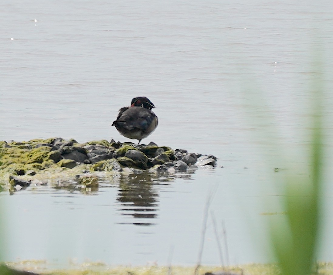 Wood Duck - ML619942840