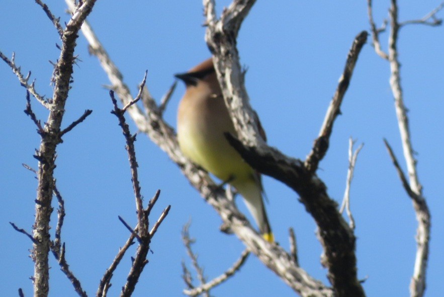 Cedar Waxwing - ML619942842