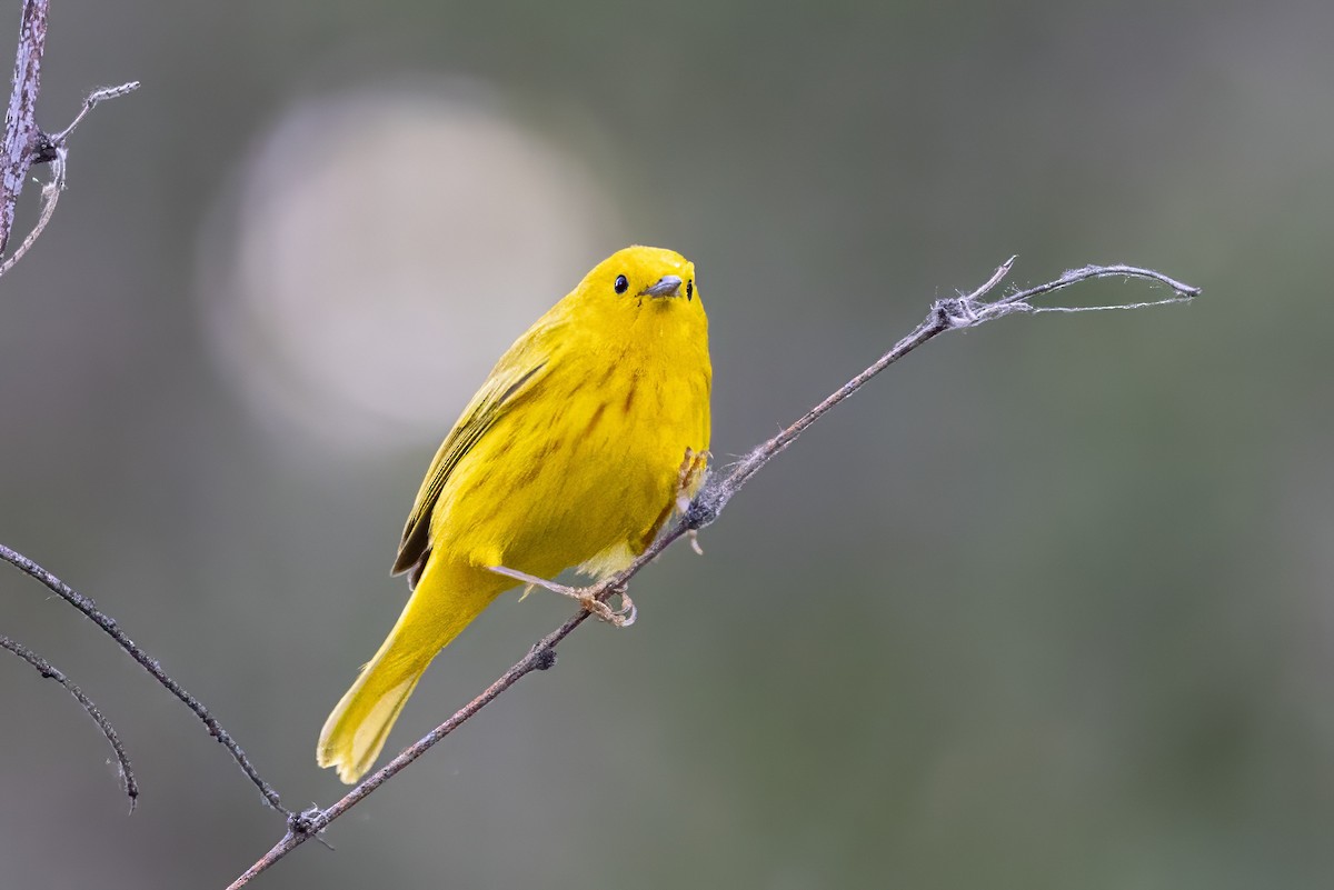 Paruline jaune - ML619942844