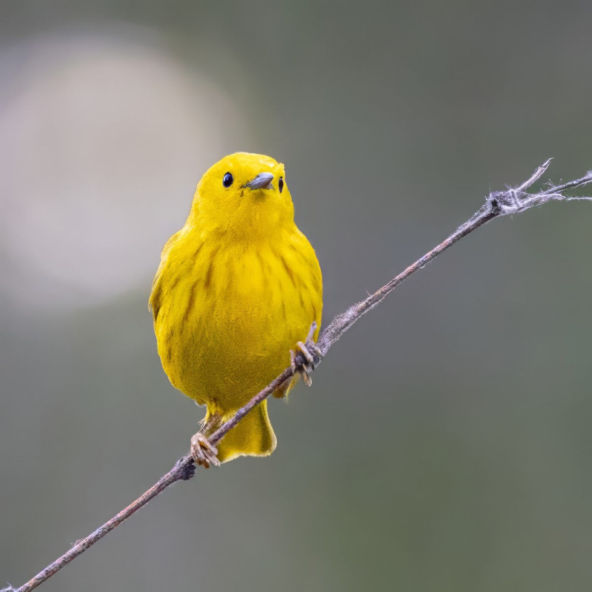 Paruline jaune - ML619942847