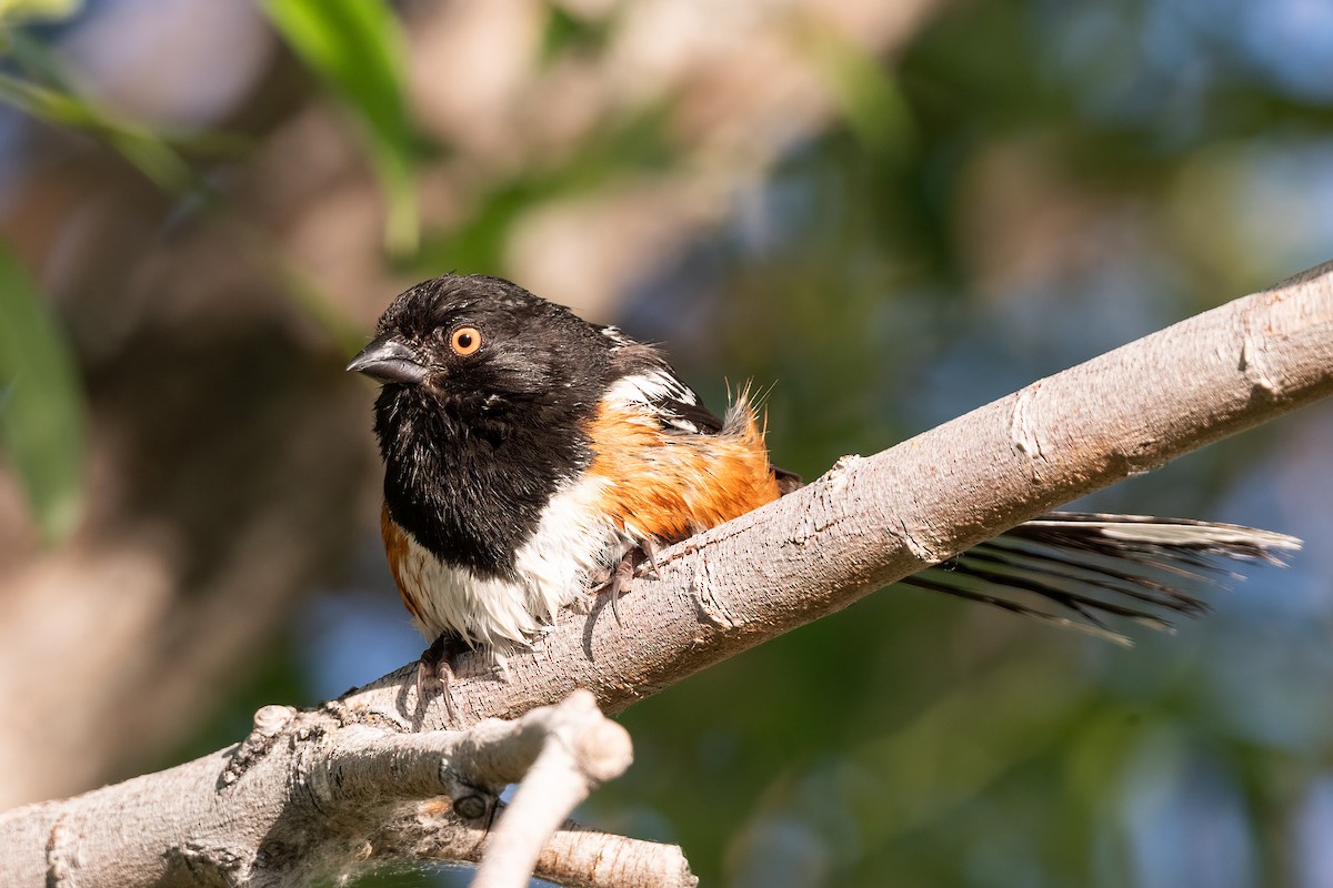 Spotted Towhee - ML619942850