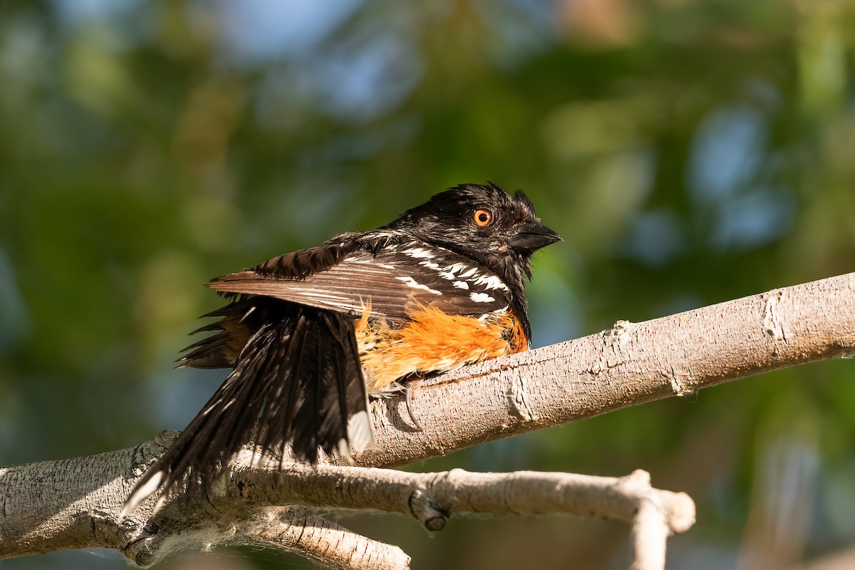 Spotted Towhee - ML619942851