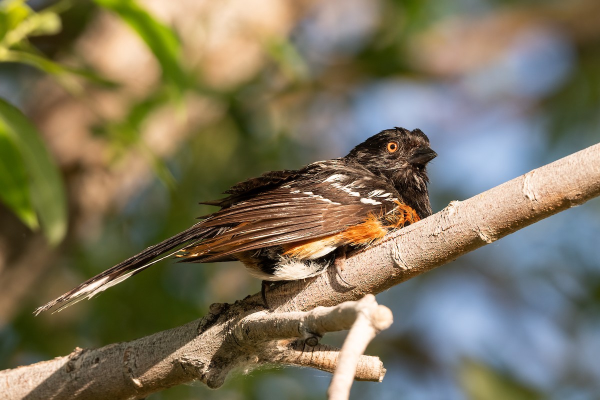 Spotted Towhee - ML619942853