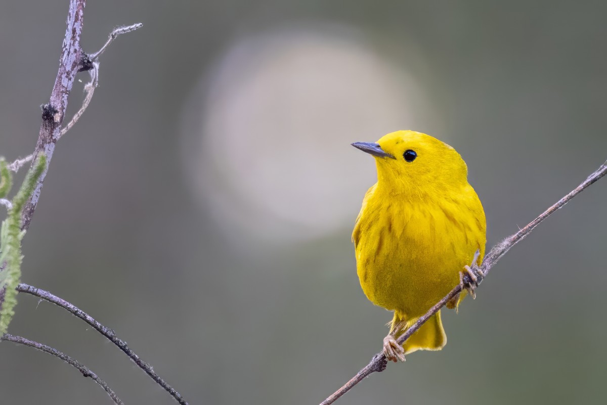 Paruline jaune - ML619942858