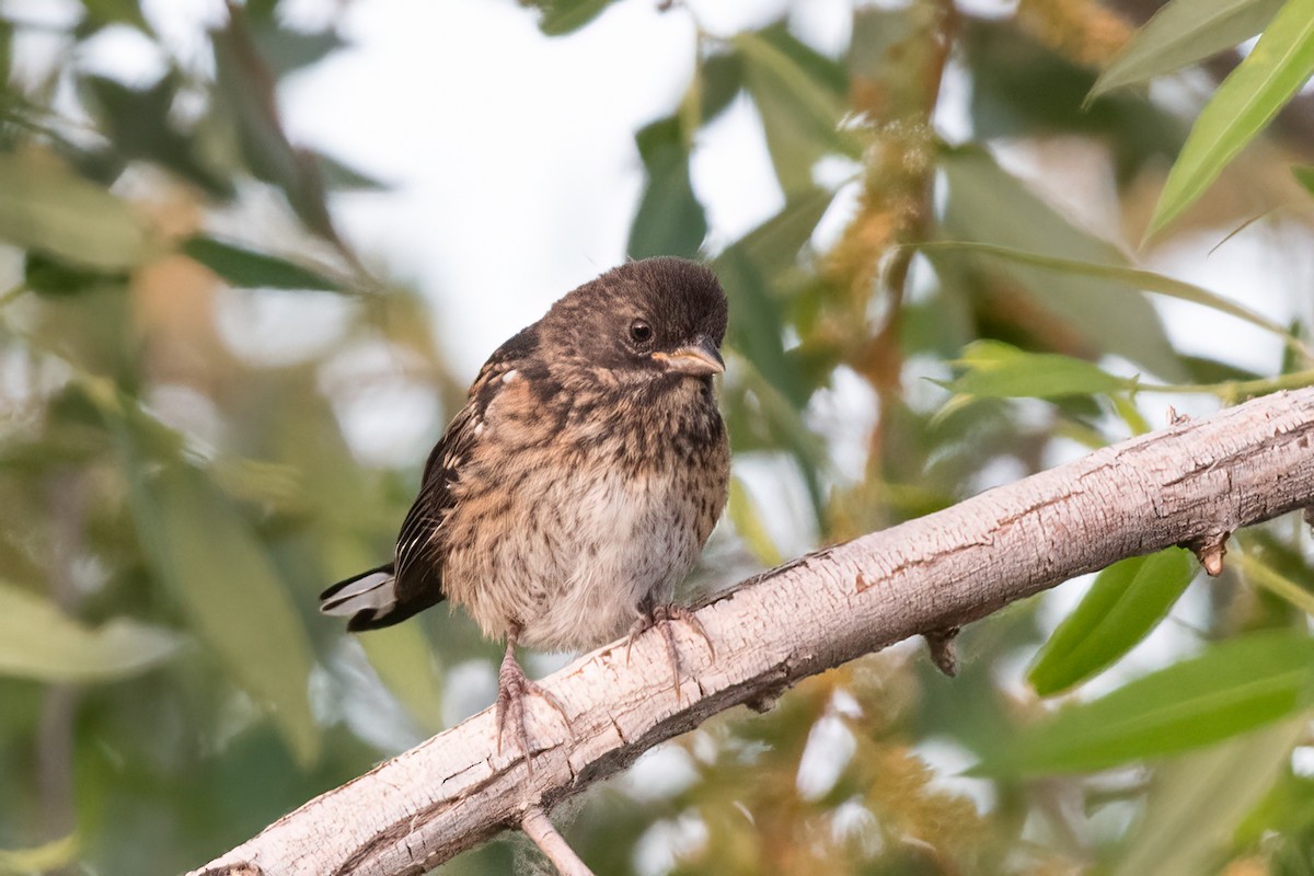 Spotted Towhee - ML619942859