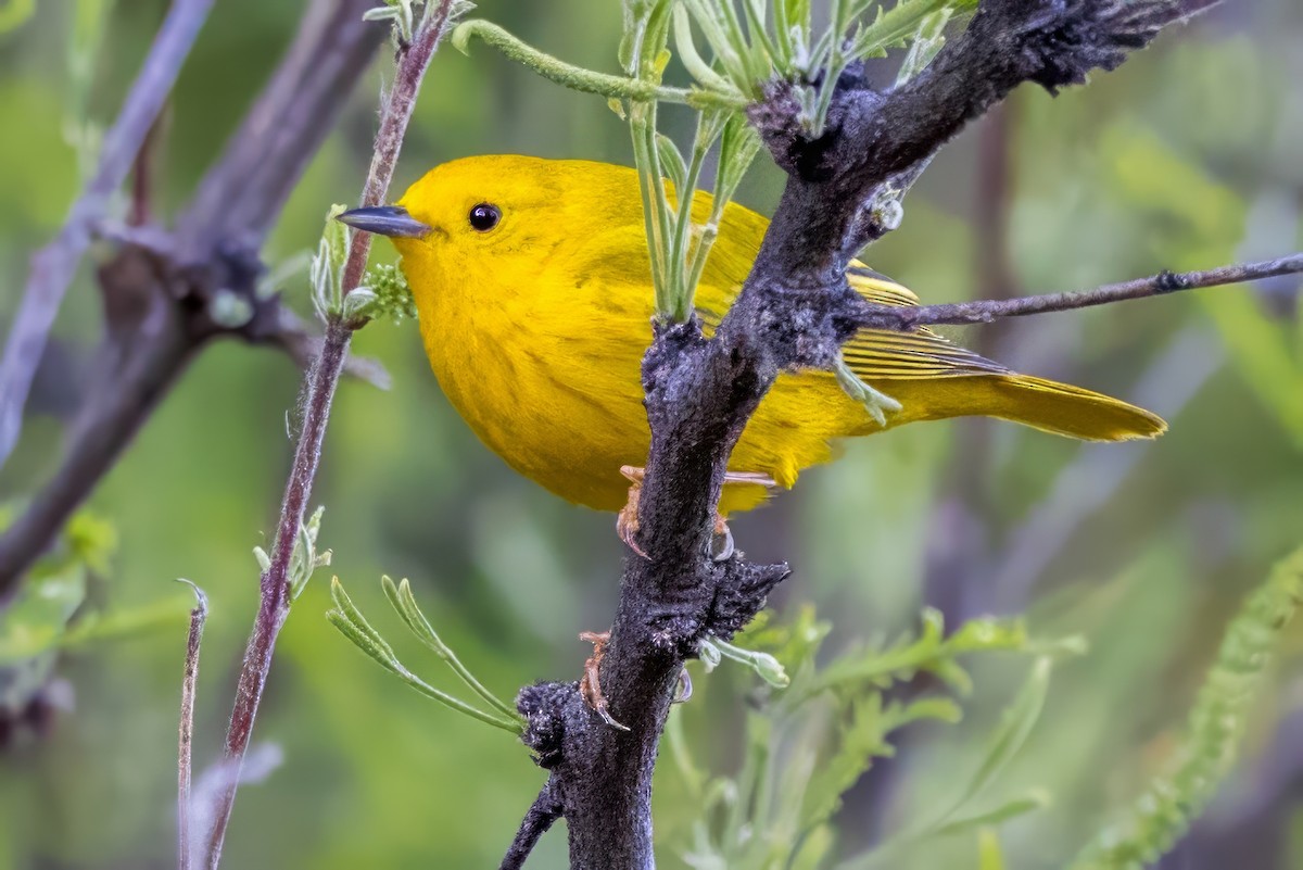 Paruline jaune - ML619942862