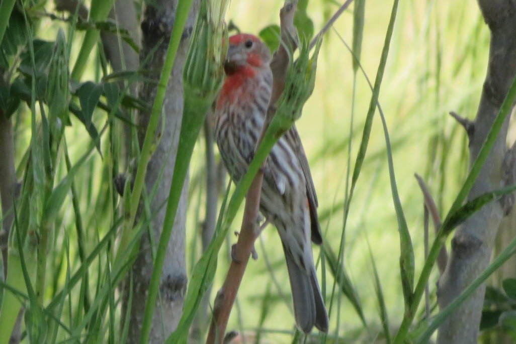 House Finch - ML619942866