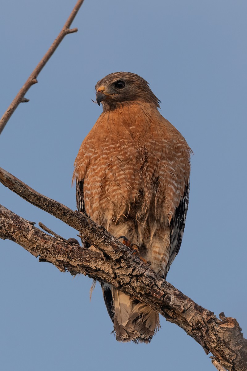 Red-shouldered Hawk - Forrest English