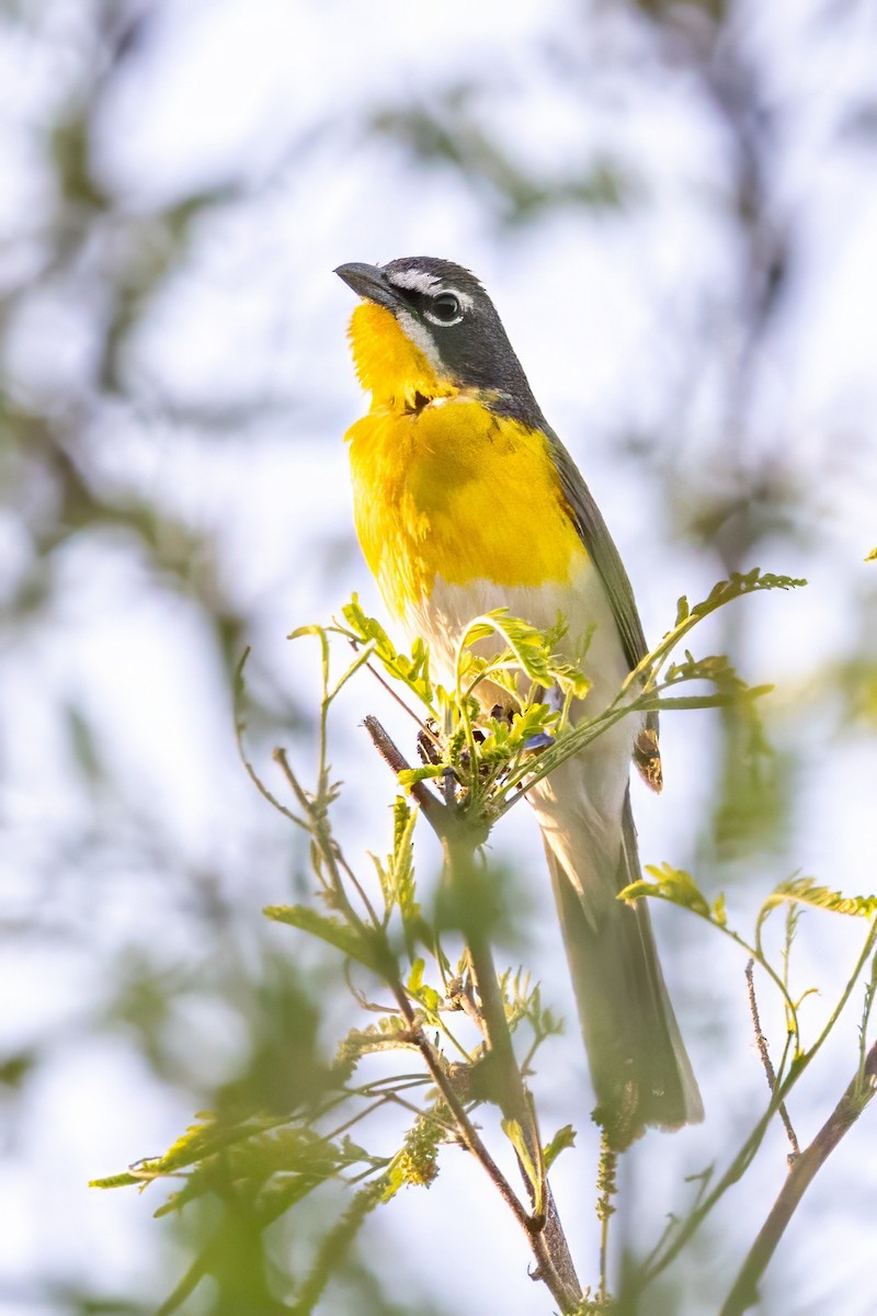 Yellow-breasted Chat - ML619942868