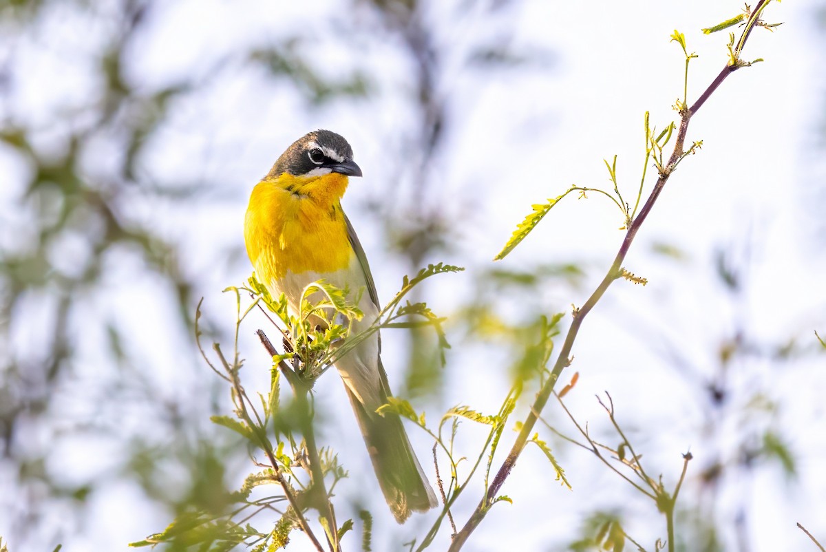 Yellow-breasted Chat - ML619942871