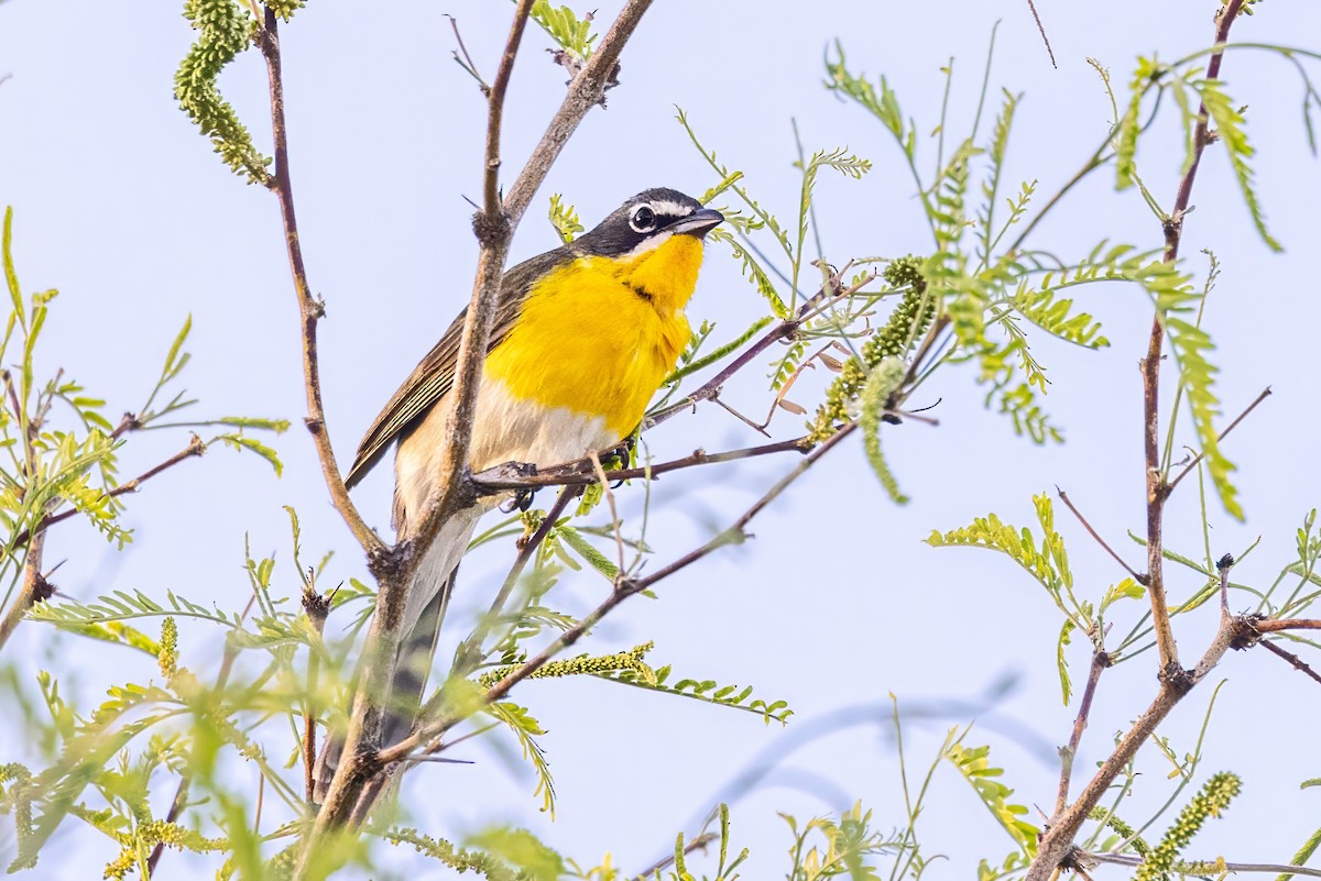 Yellow-breasted Chat - ML619942873
