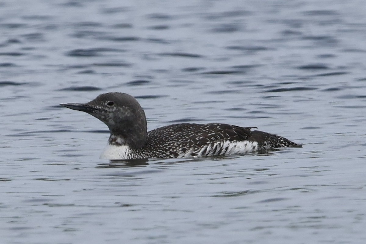 Red-throated Loon - ML619942879