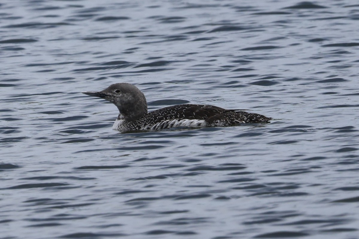 Red-throated Loon - ML619942880