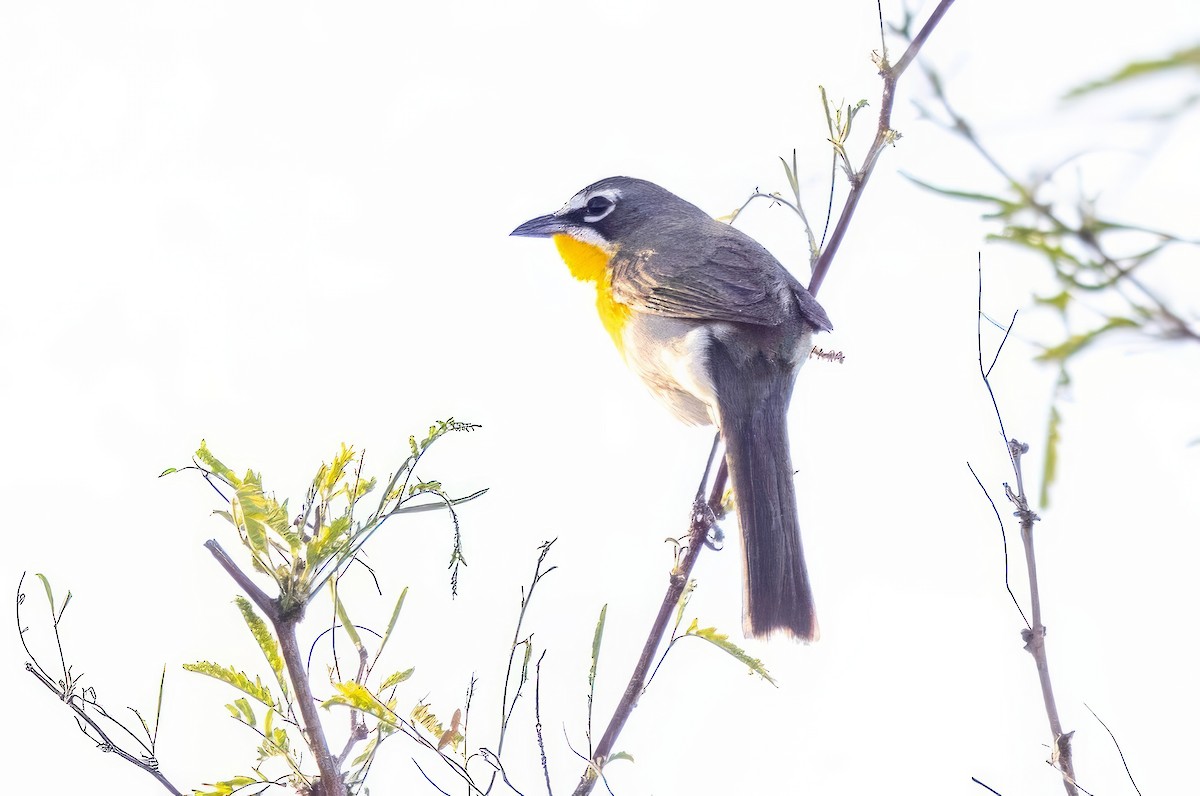 Yellow-breasted Chat - ML619942881