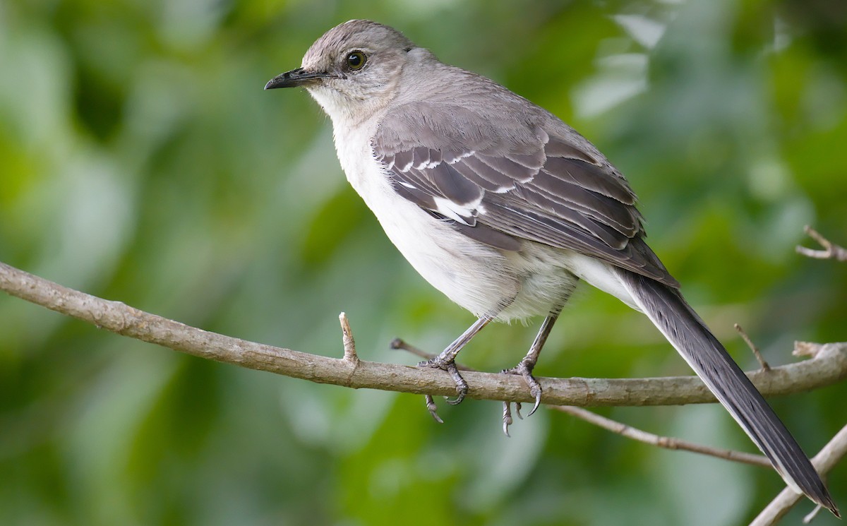 Northern Mockingbird - ML619942889