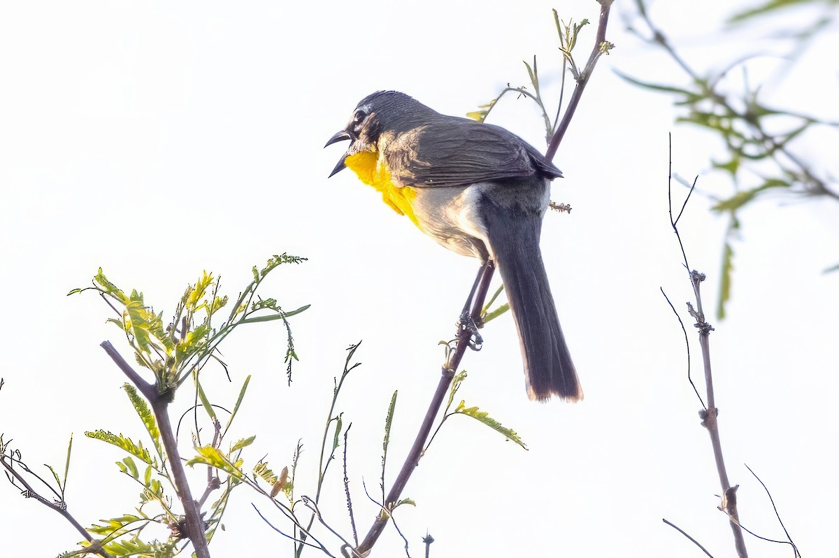 Yellow-breasted Chat - ML619942896