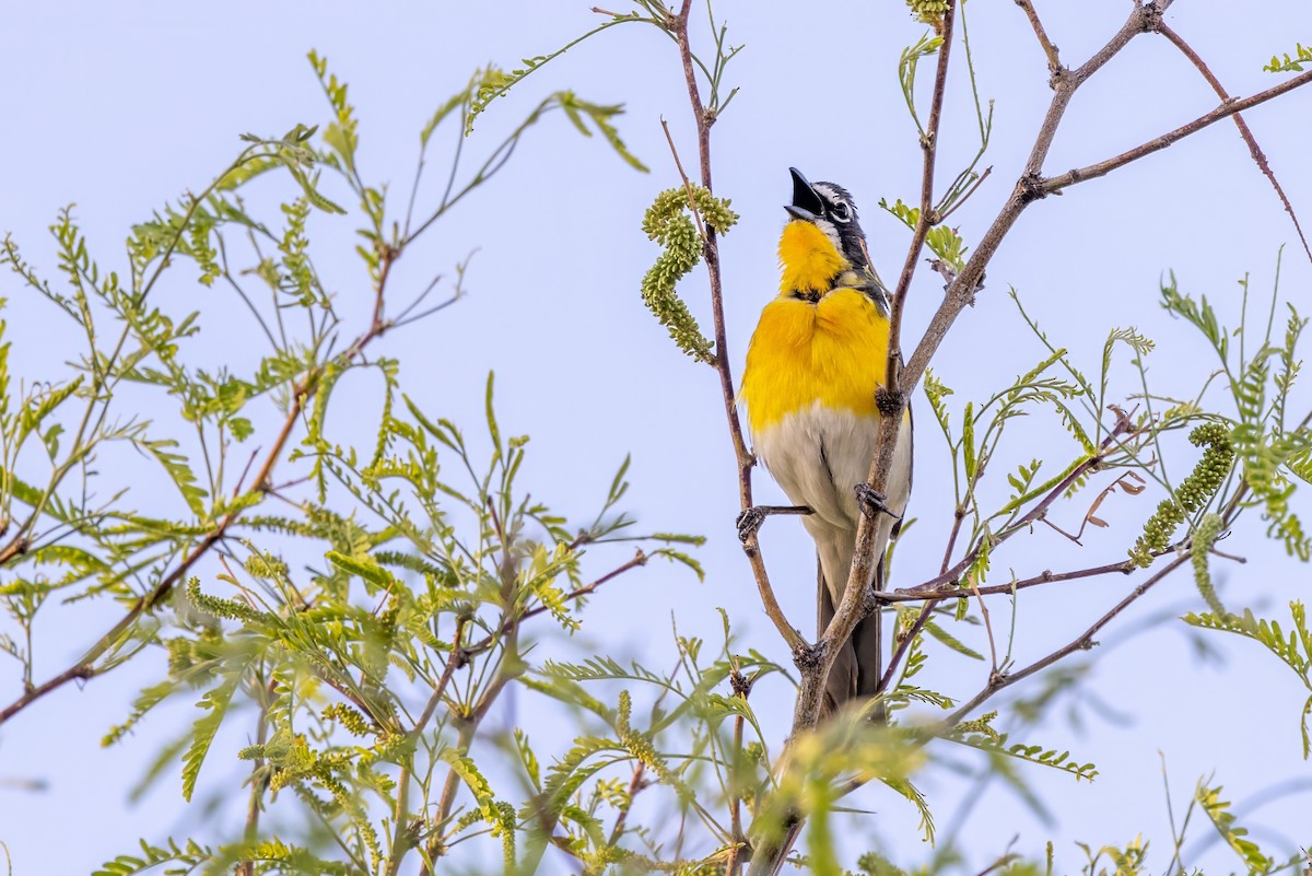 Yellow-breasted Chat - ML619942903