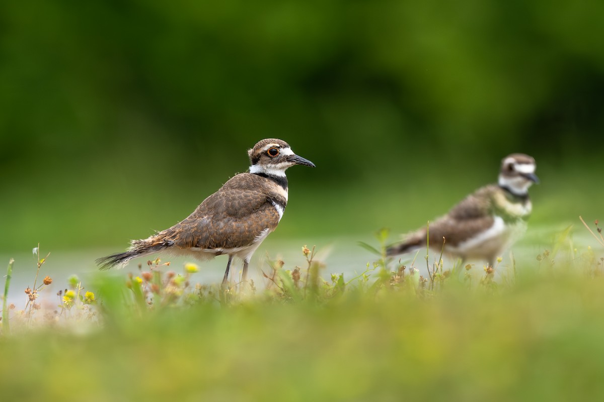 Killdeer - ML619942908