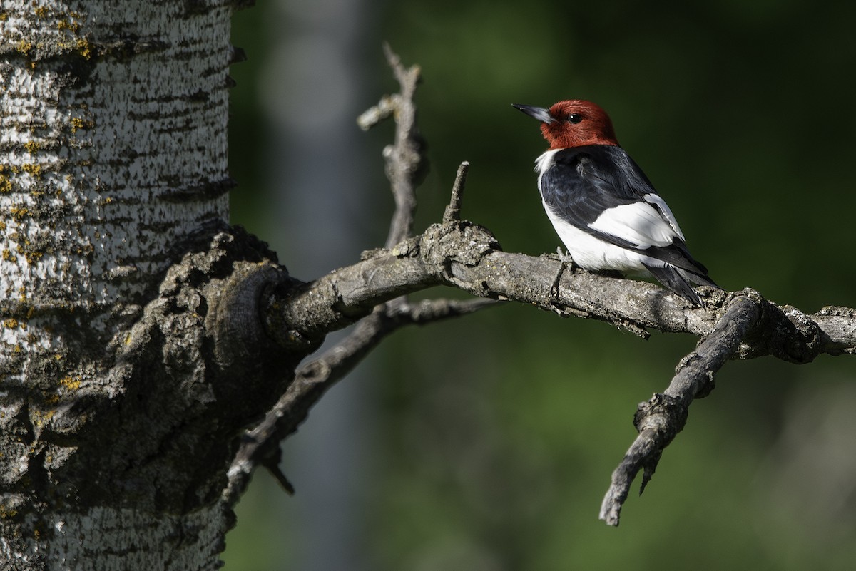Red-headed Woodpecker - ML619942916