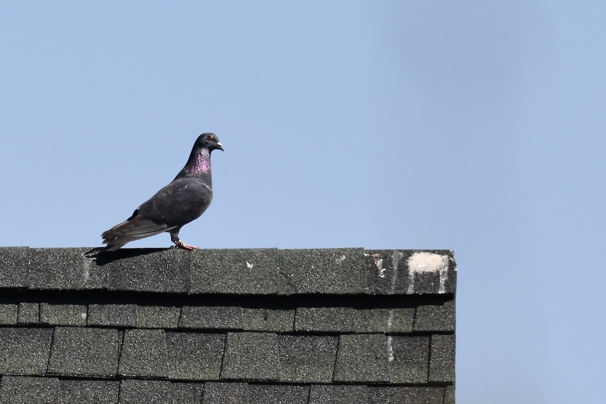 Rock Pigeon (Feral Pigeon) - ML619942917