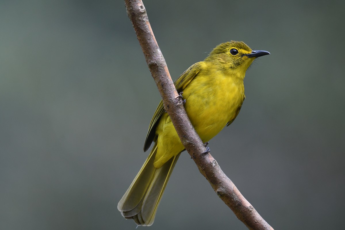 Yellow-browed Bulbul - ML619942919